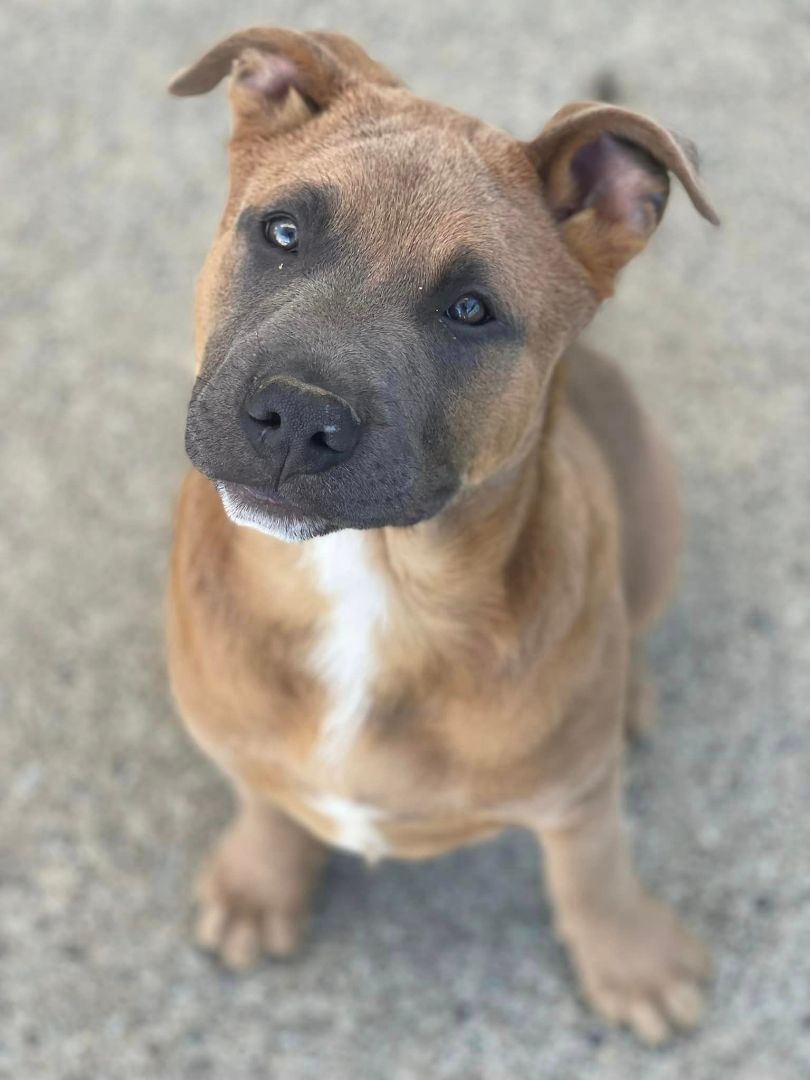 Chuck Aka Meat , a Adoptable mixed breed in Willits , CA image 2/5