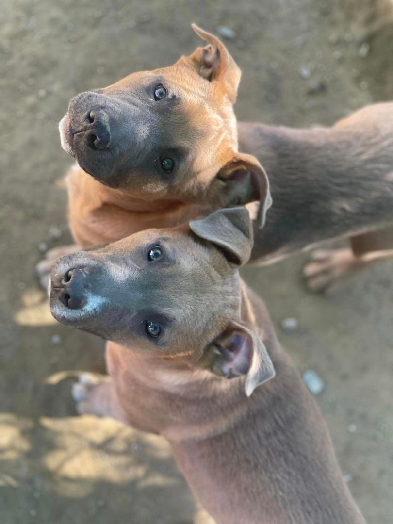 Chuck Aka Meat , a Adoptable mixed breed in Willits , CA image 3/5