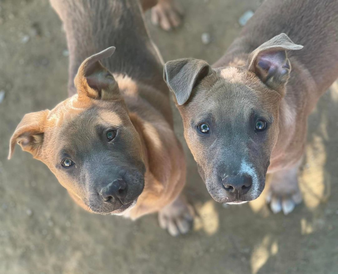 Chuck Aka Meat , a Adoptable mixed breed in Willits , CA image 4/5