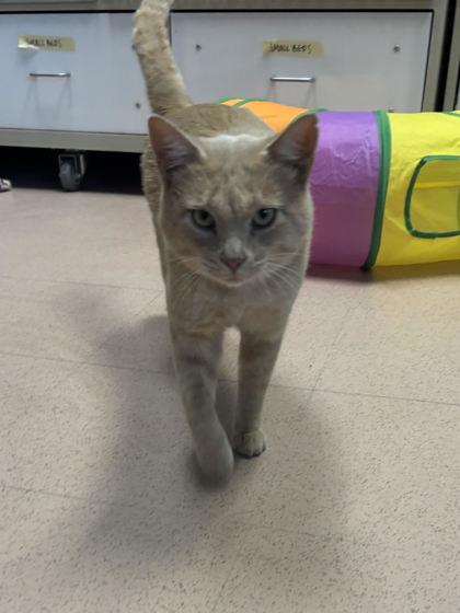 Enlarge Crush, a Adoptable Domestic Medium Hair in Steamboat Springs, CO image 1/2