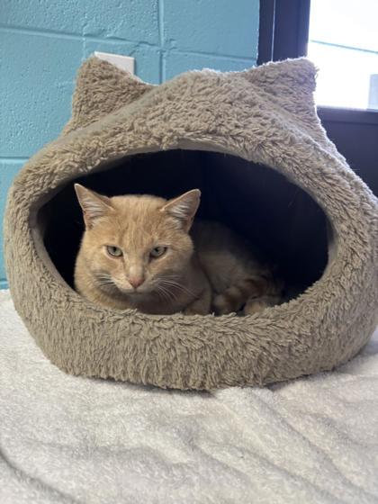 Enlarge Crush, a Adoptable Domestic Medium Hair in Steamboat Springs, CO image 2/2