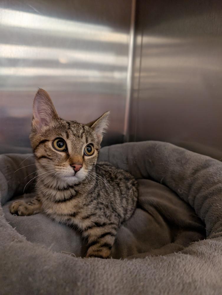 Karina, Adoptable, Kitten Female Domestic Short Hair.