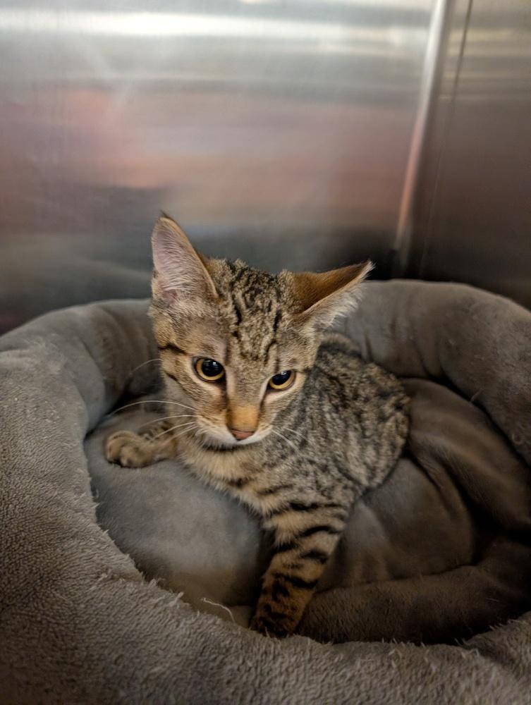 Enlarge Karina, a Adoptable mixed breed in Tucson, AZ image 2/2