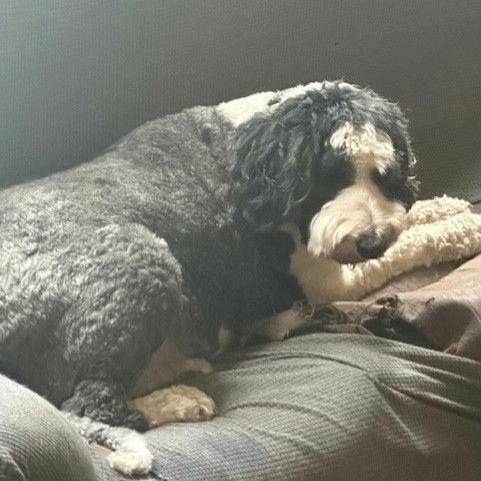 Joey — thumbnail 3