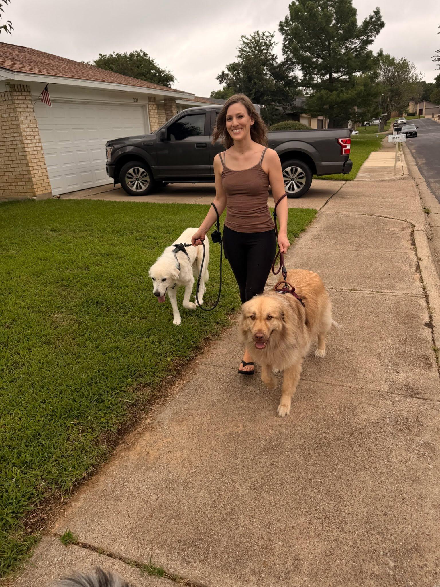 Tabitha DFW, Adoptable, Adult Female Great Pyrenees.