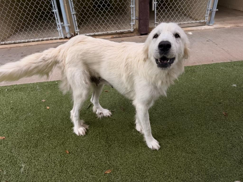 Enlarge Tabitha DFW, a Adoptable mixed breed in Quinlan, TX image 2/4