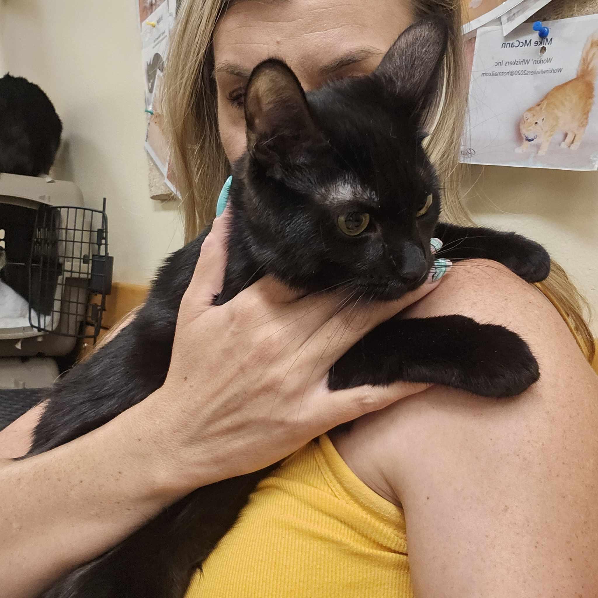 Enlarge KAREN WILSON, a Adoptable mixed breed in HEMET, CA image 5/6