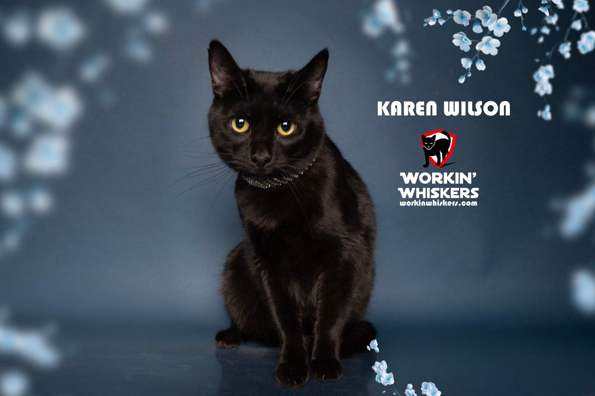 KAREN WILSON, Adoptable, Young Female Bombay & Domestic Short Hair.