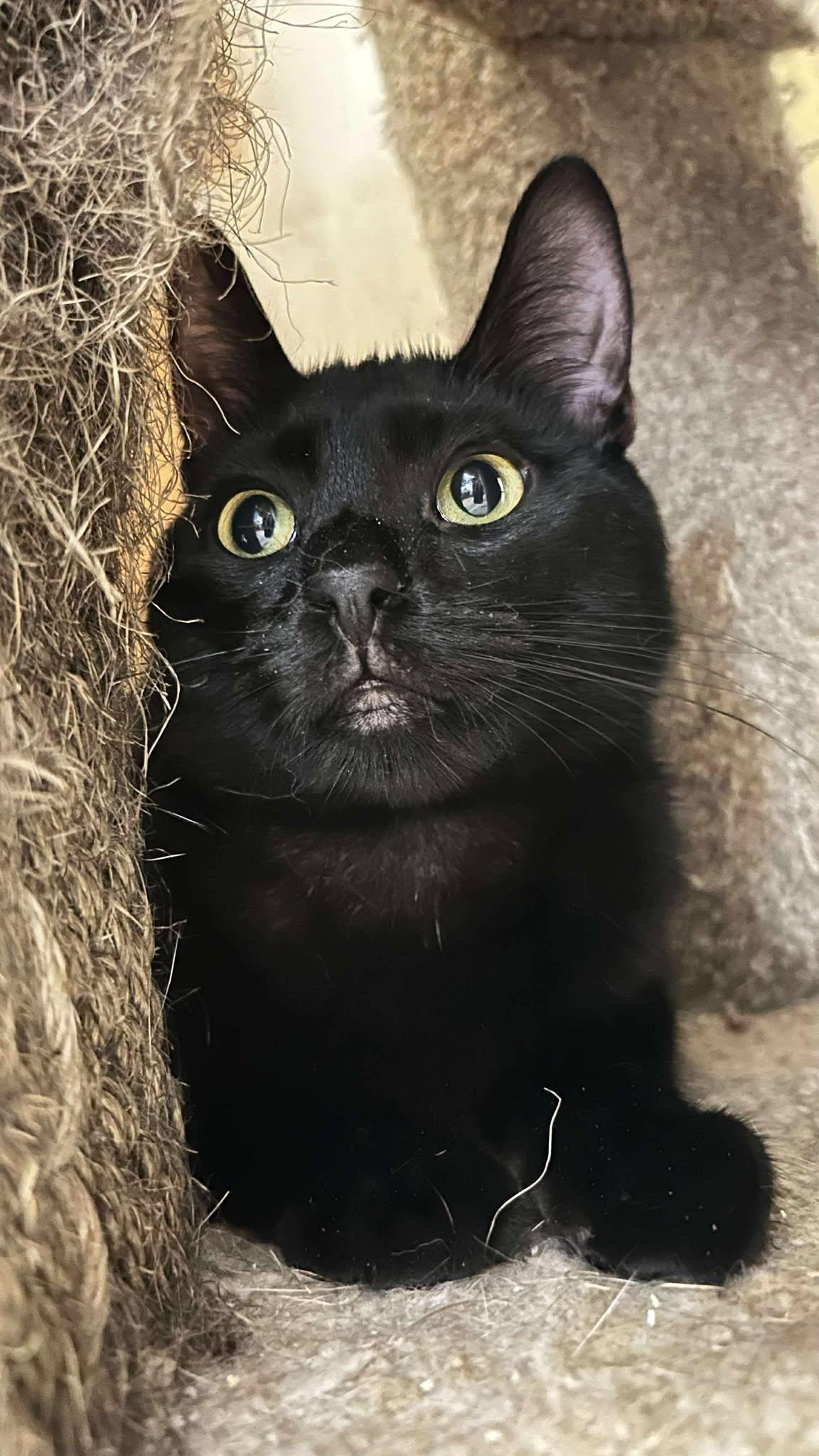 Enlarge KAREN WILSON, a Adoptable mixed breed in HEMET, CA image 2/6