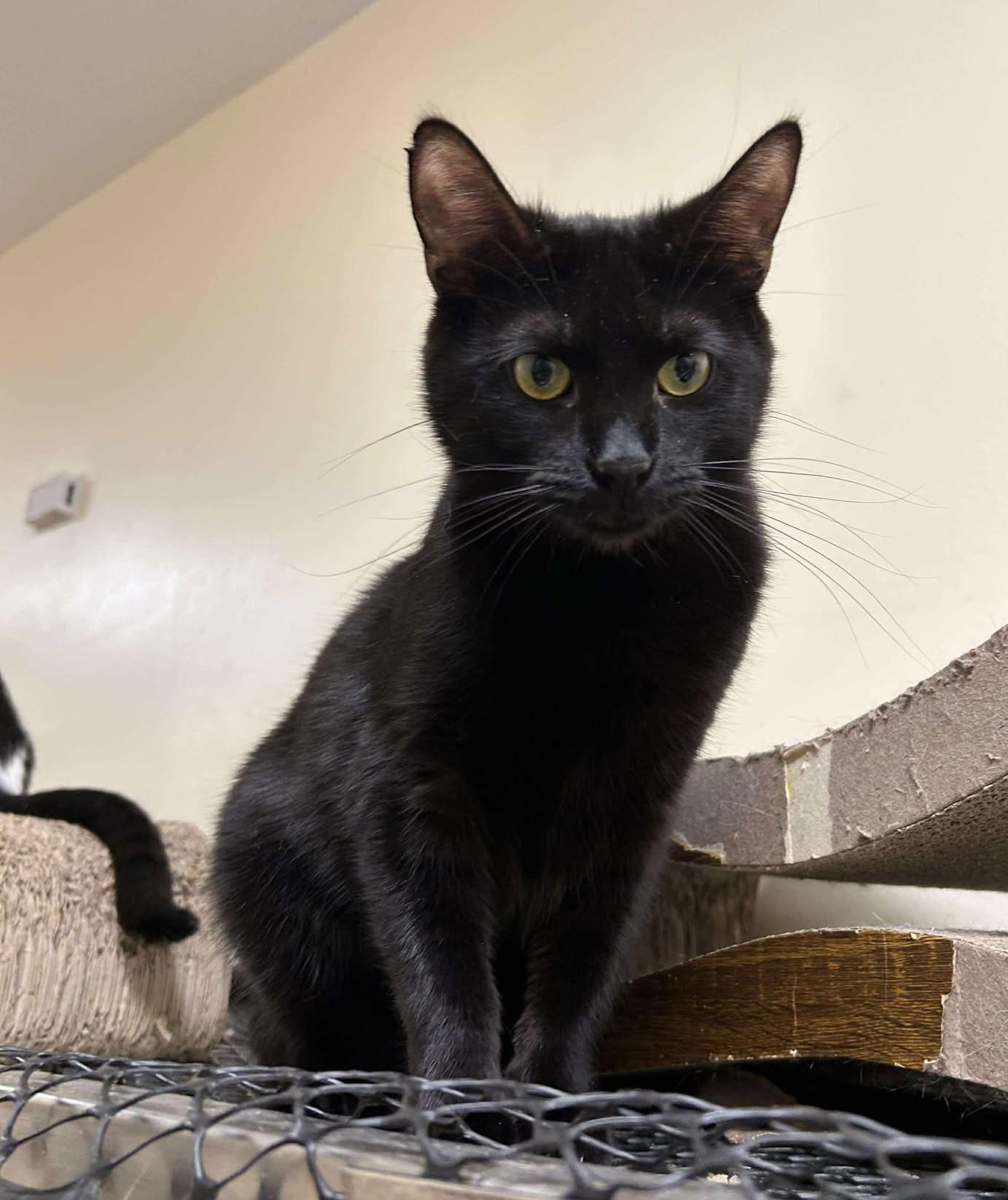 Enlarge KAREN WILSON, a Adoptable mixed breed in HEMET, CA image 4/6