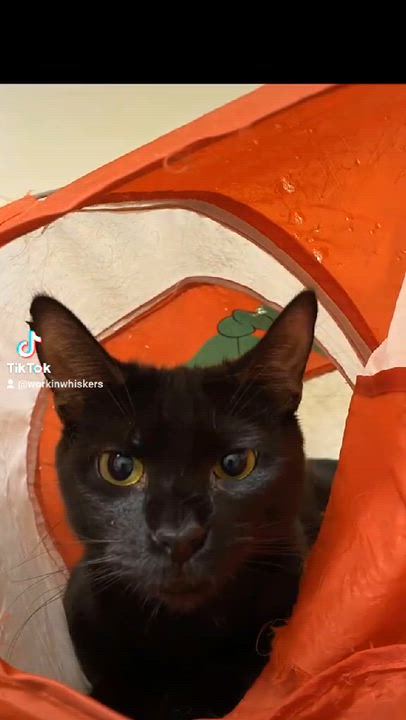 Enlarge KAREN WILSON, a Adoptable mixed breed in HEMET, CA video 6/6