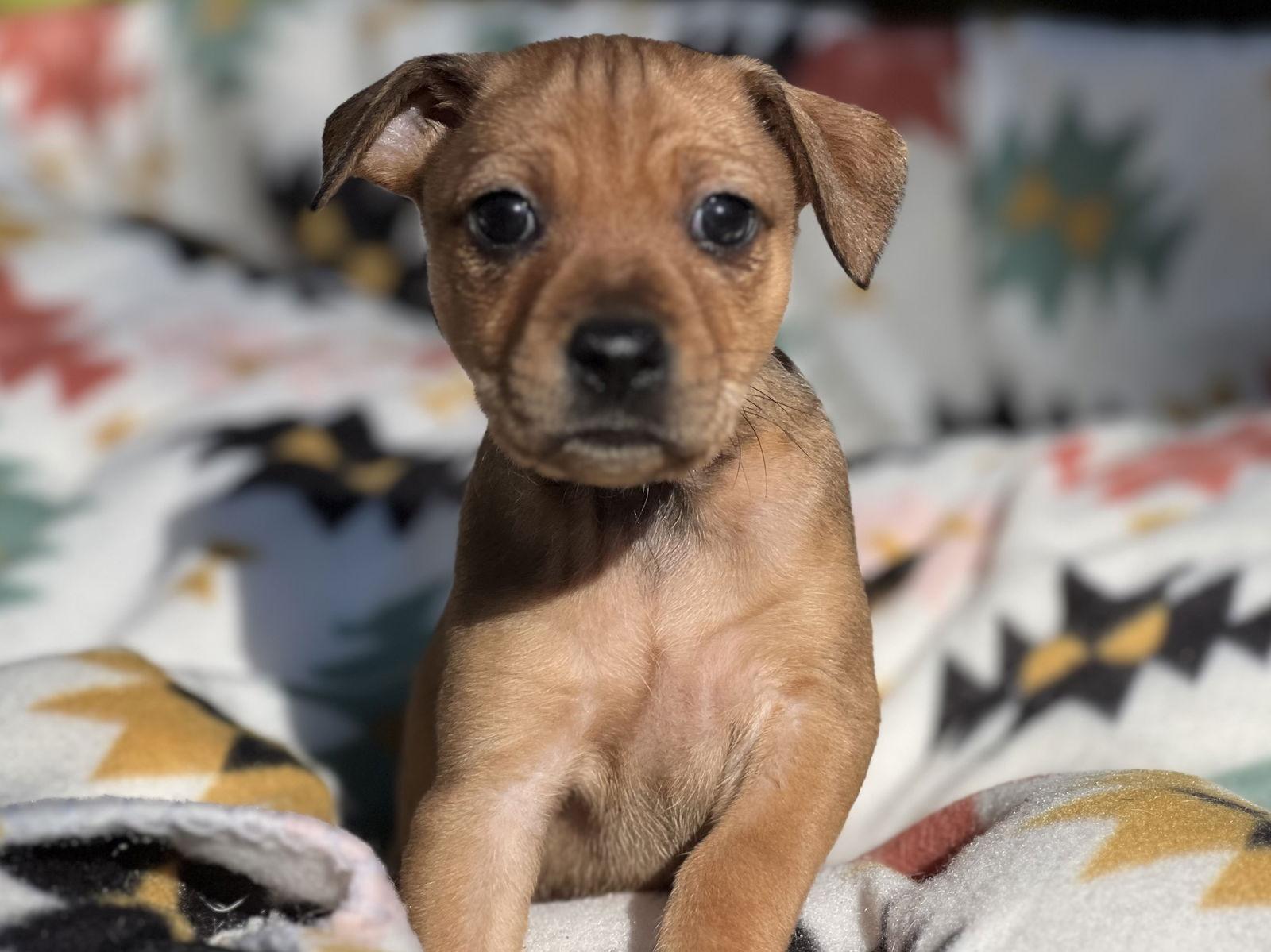 Yammy, Adopted, Puppy Male Dachshund & Miniature Pinscher.