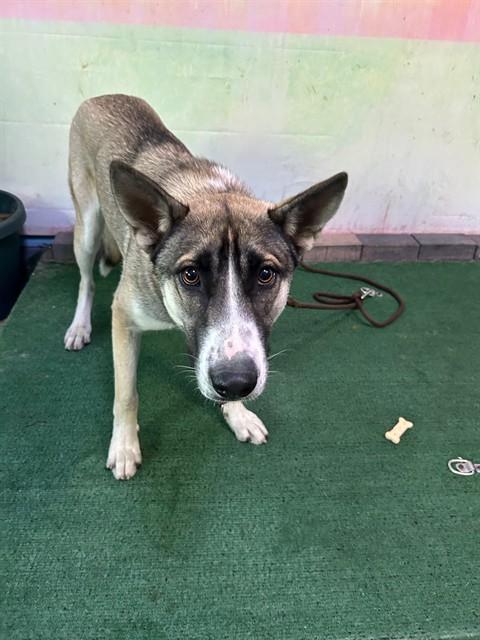 Enlarge LUNA, a Adoptable mixed breed in Baldwin Park, CA image 1/1