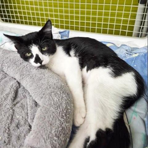 Luisa, an adoptable Domestic Short Hair in Salt Lake City, UT, 84109 | Photo Image 2