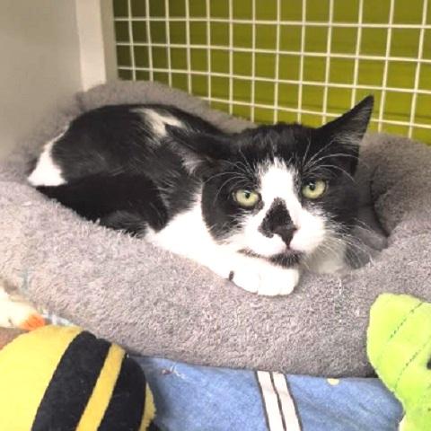 Luisa, a Adoptable Domestic Short Hair in Salt Lake City, UT image 3/4