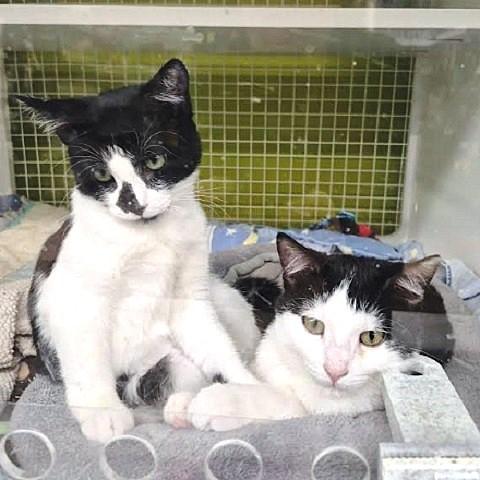 Luisa, a Adoptable Domestic Short Hair in Salt Lake City, UT image 4/4