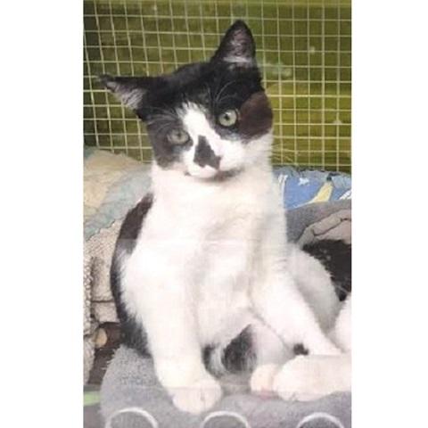 Luisa, an adoptable Domestic Short Hair in Salt Lake City, UT, 84109 | Photo Image 1