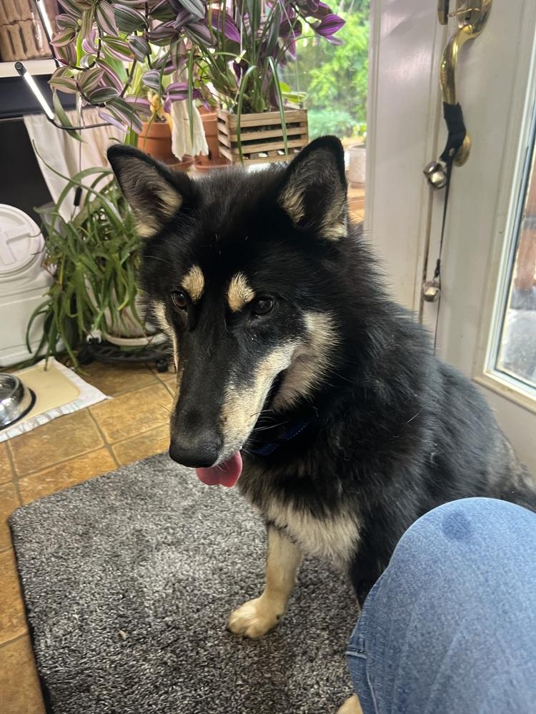 Lupine, Adoptable, Young Male Collie & Husky.