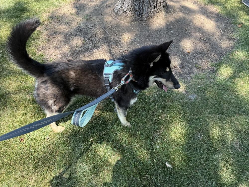 Enlarge Lupine, a Adoptable mixed breed in Troy, VA image 2/5