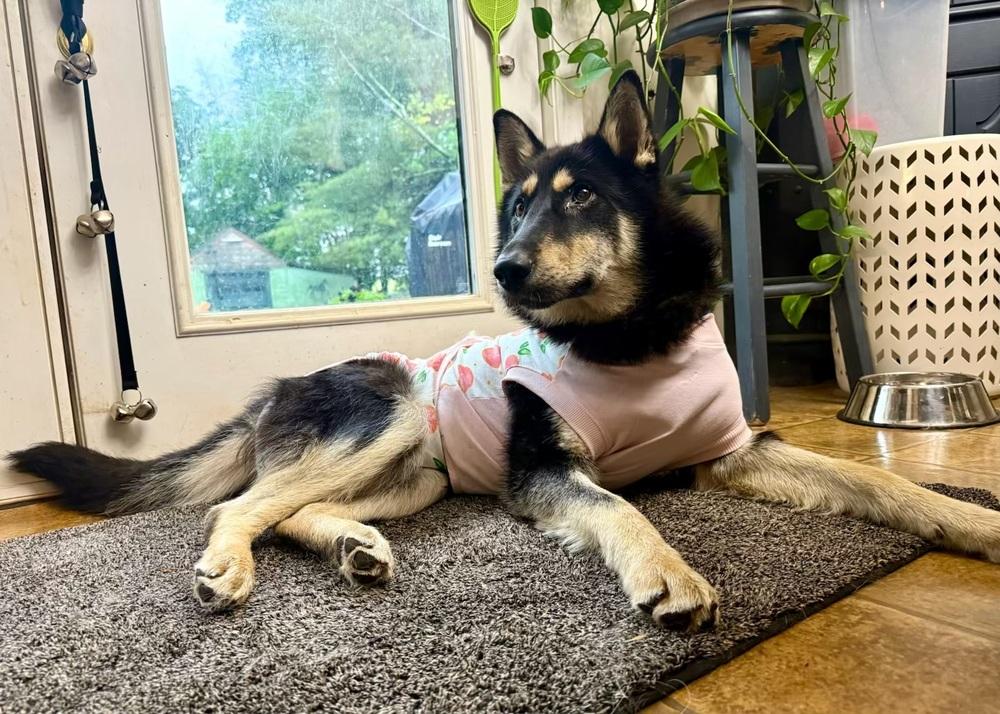 Enlarge Lupine, a Adoptable mixed breed in Troy, VA image 4/5