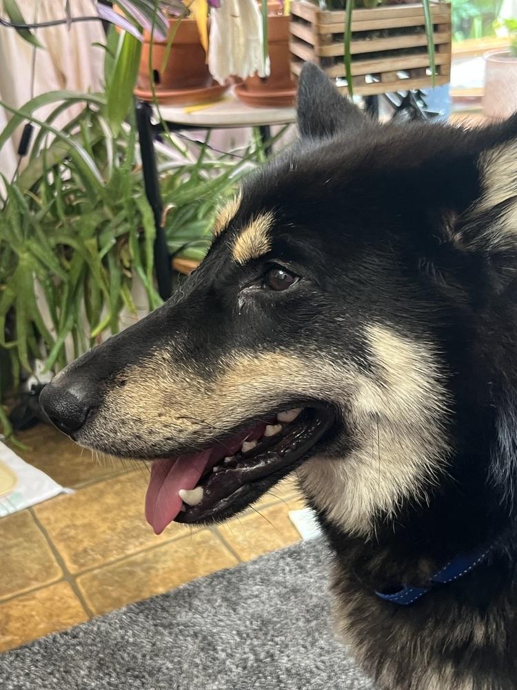 Enlarge Lupine, a Adoptable mixed breed in Troy, VA image 5/5