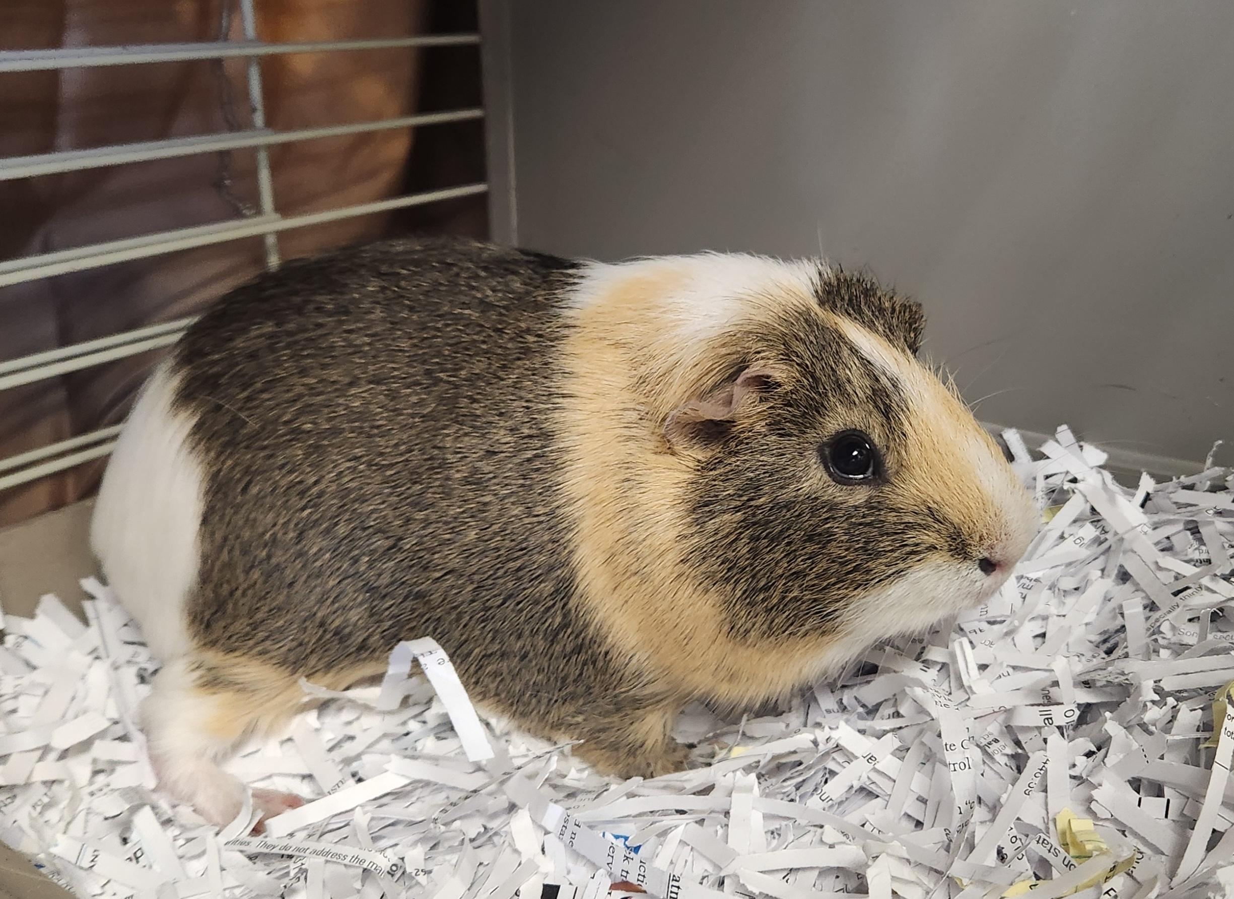 Enlarge Cinnamon Roll and Kuromi, a ADOPTABLE Guinea Pig in Clayton, NJ image 2/2