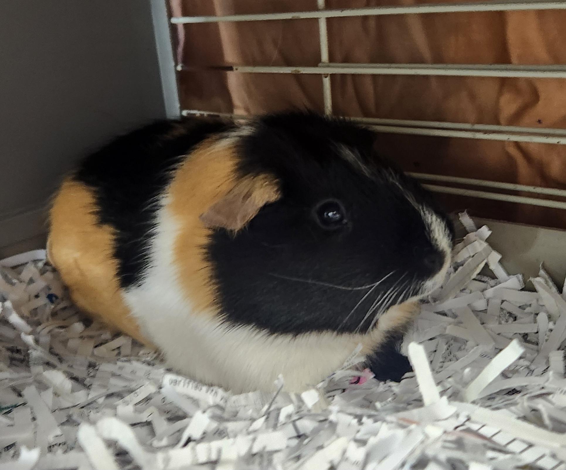 Cinnamon Roll and Kuromi, ADOPTABLE, Young Male Guinea Pig.