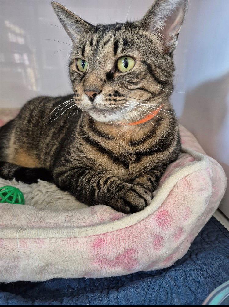 Rocket, Adopted, Adult Male Domestic Short Hair.