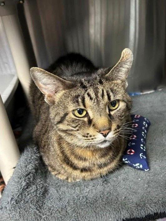 Enlarge Rocket, a Adopted Domestic Short Hair in Milwaukee, WI image 2/2