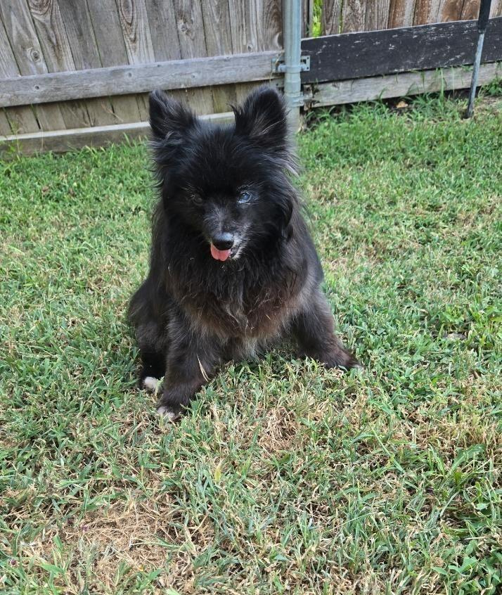 Coco-ADOPTION PENDING