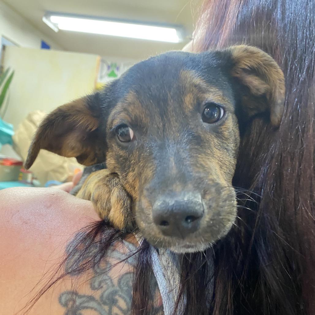 Midas, Adoptable, Puppy Male Australian Cattle Dog / Blue Heeler & Mixed Breed.