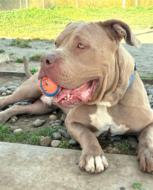 Enlarge TUM TUM, a Adoptable mixed breed in Sacramento, CA image 1/1