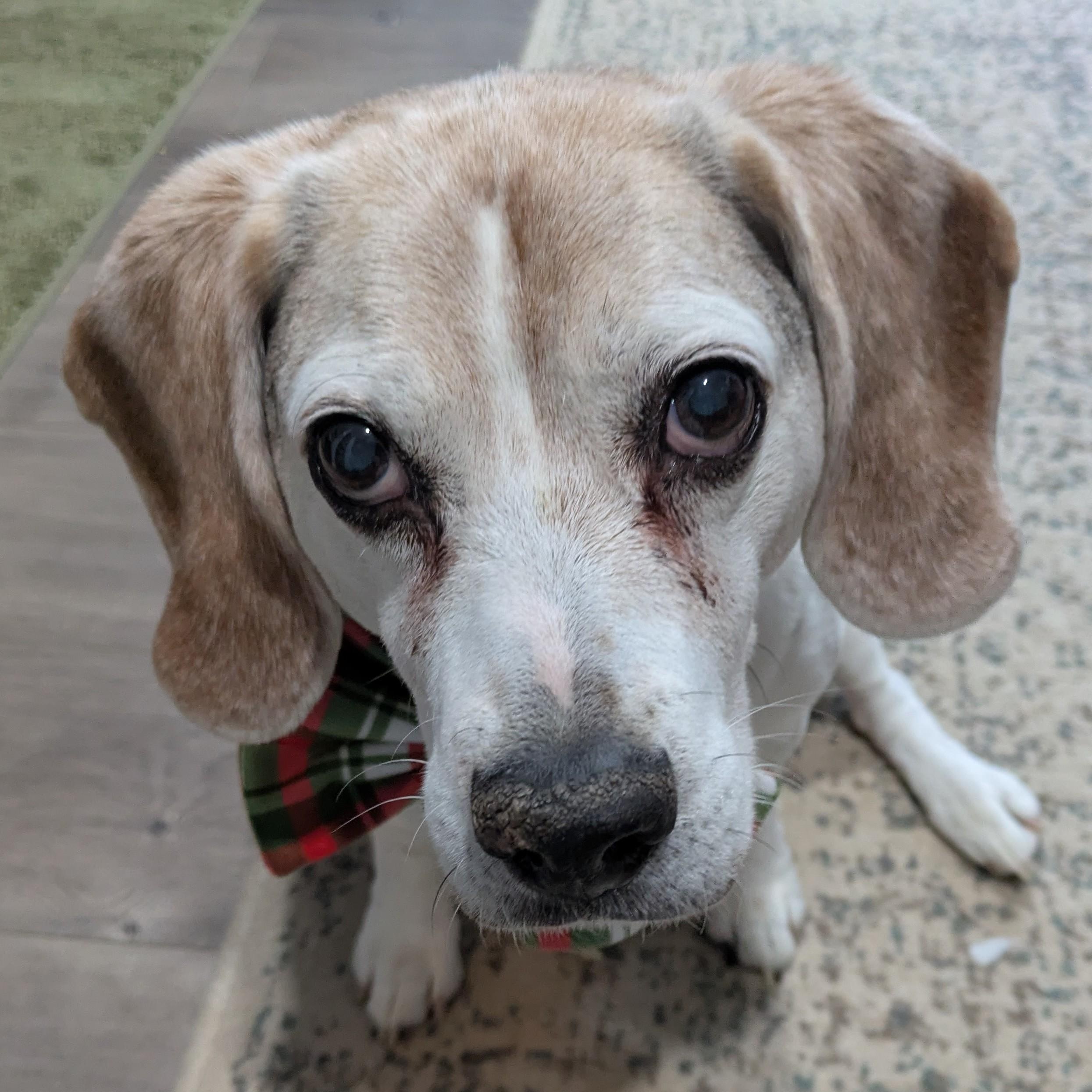 Sergeant - Courtesy Listing, adopted, Senior Male Beagle.