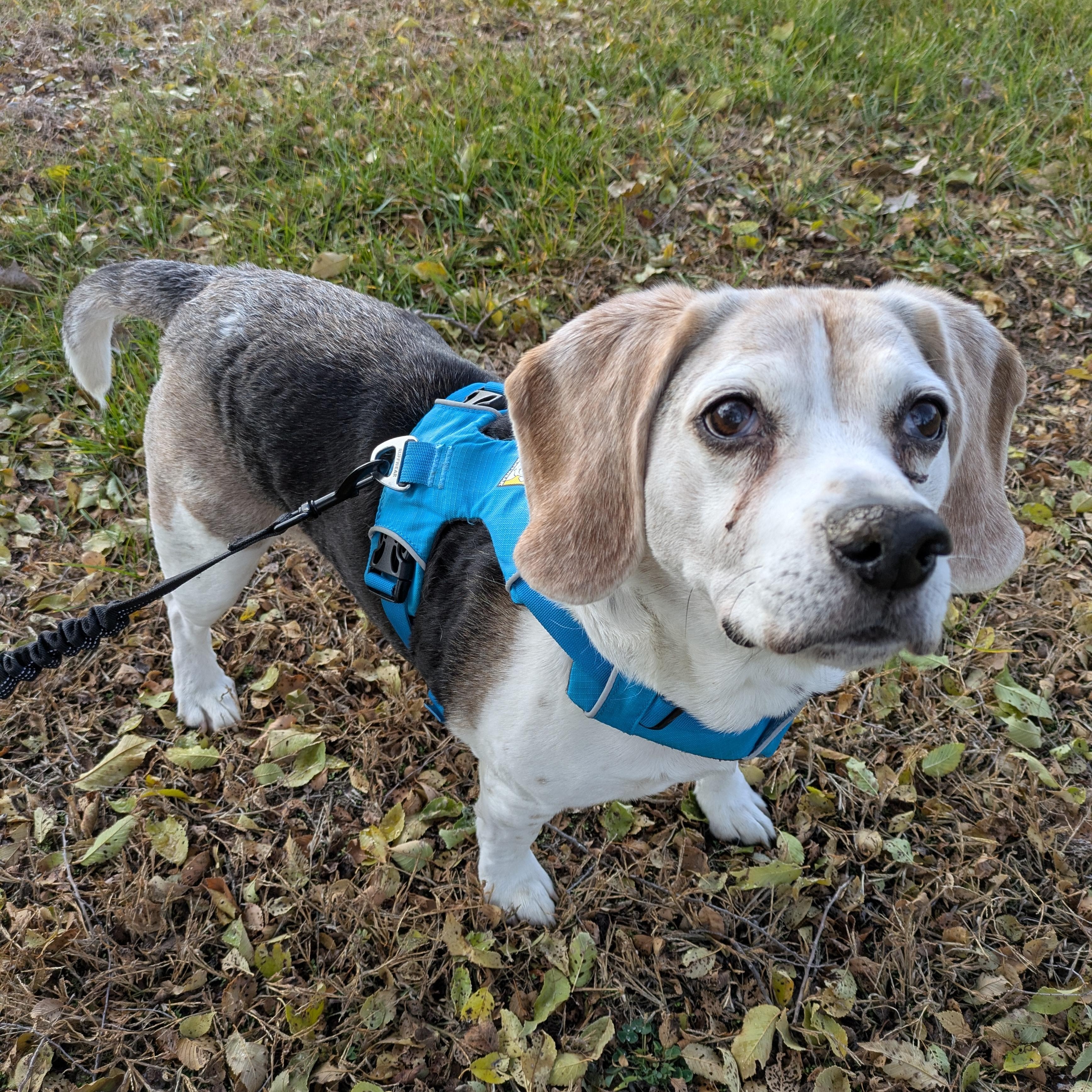 Enlarge Sergeant - Courtesy Listing, an adopted Beagle in Attica, MI image 2/5