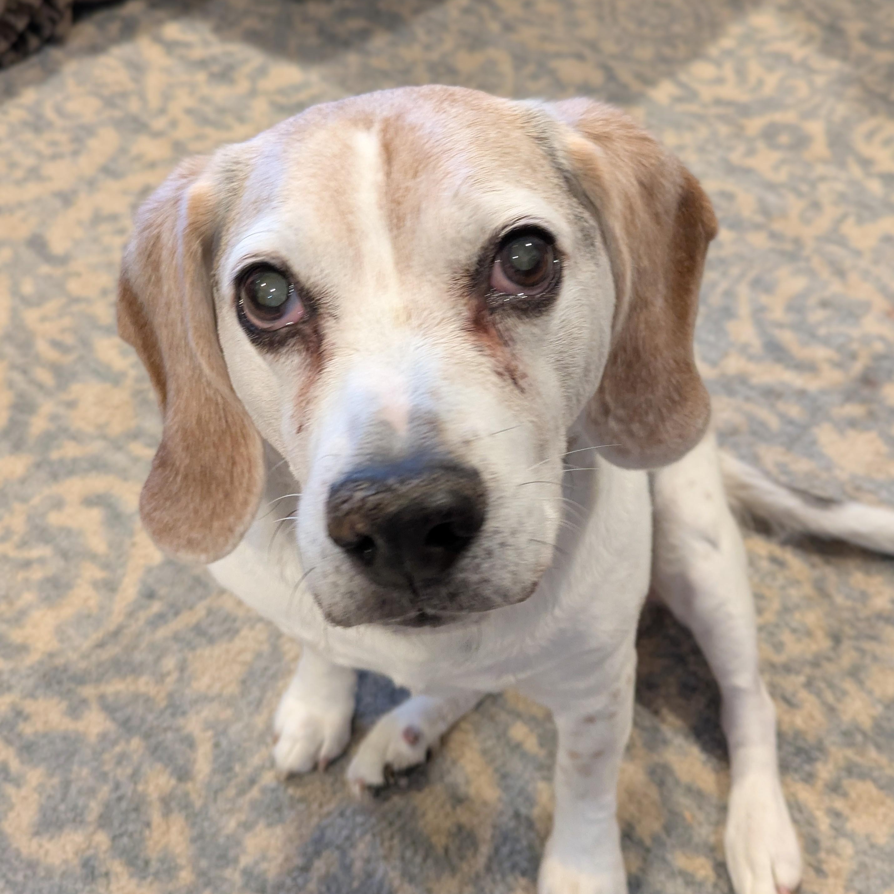 Enlarge Sergeant - Courtesy Listing, an adopted Beagle in Attica, MI image 3/5