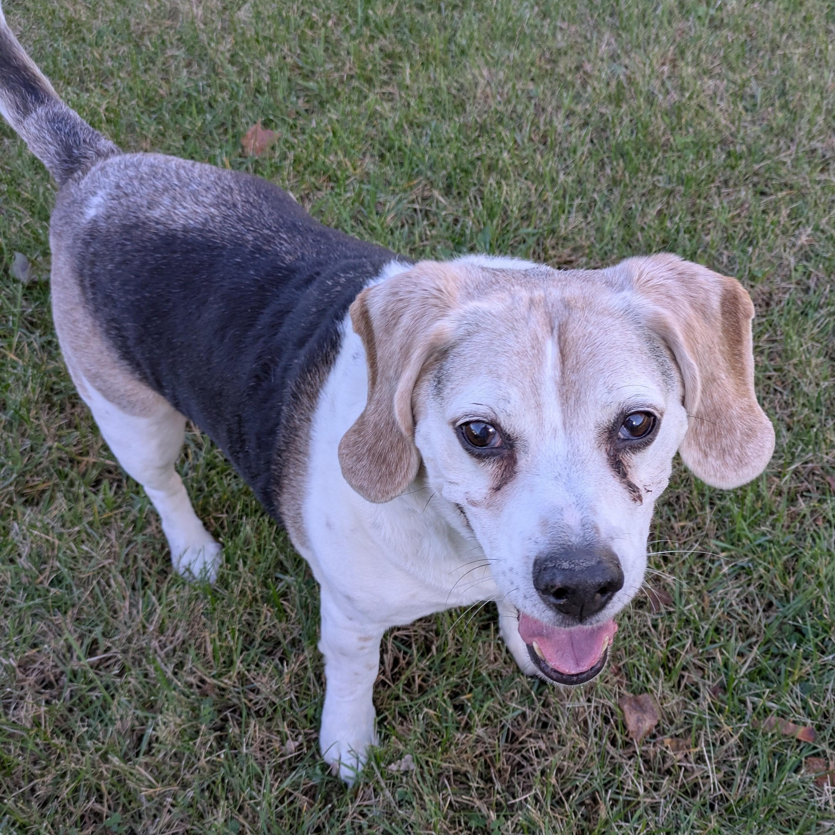 Enlarge Sergeant - Courtesy Listing, an adopted Beagle in Attica, MI image 4/5