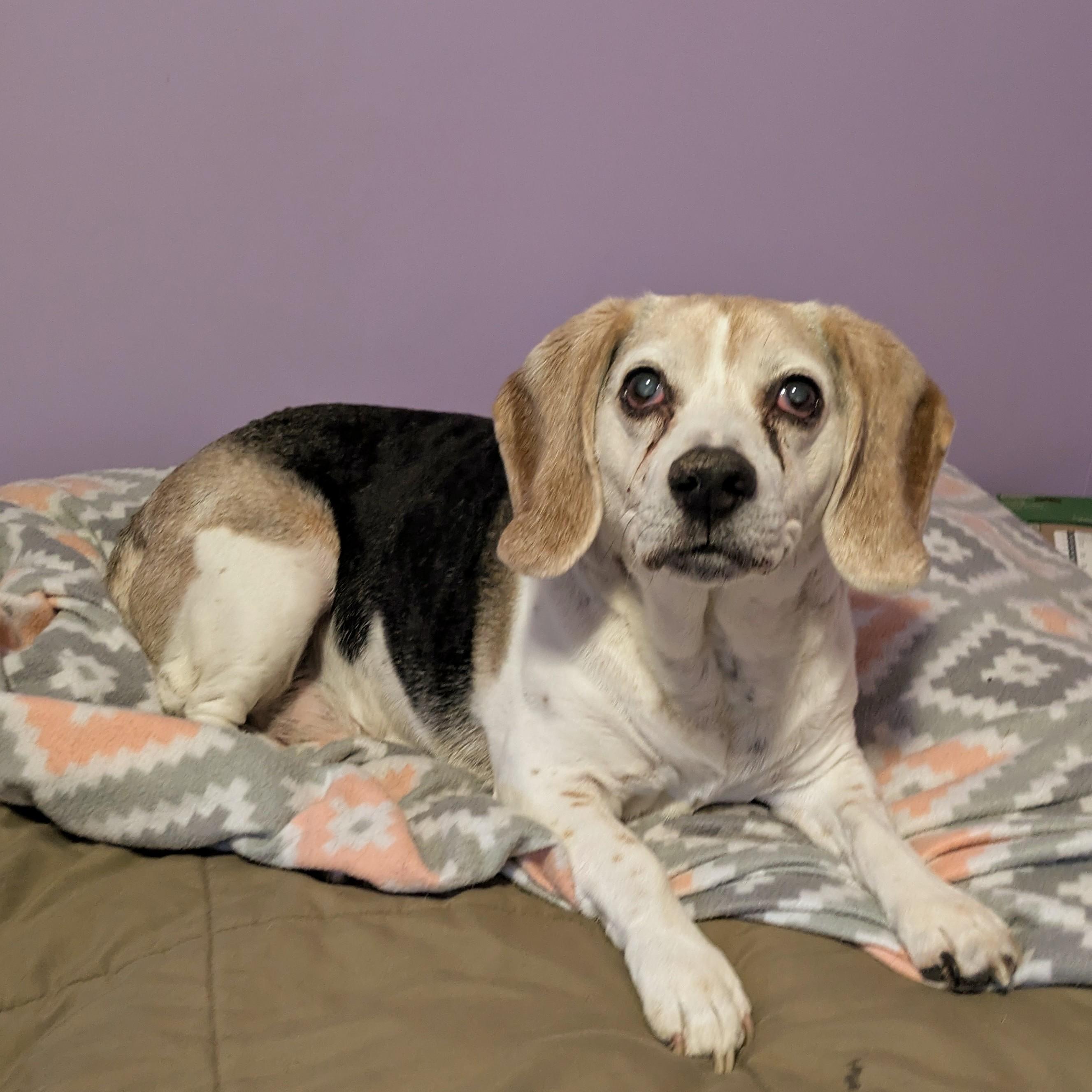Enlarge Sergeant - Courtesy Listing, an adopted Beagle in Attica, MI image 5/5