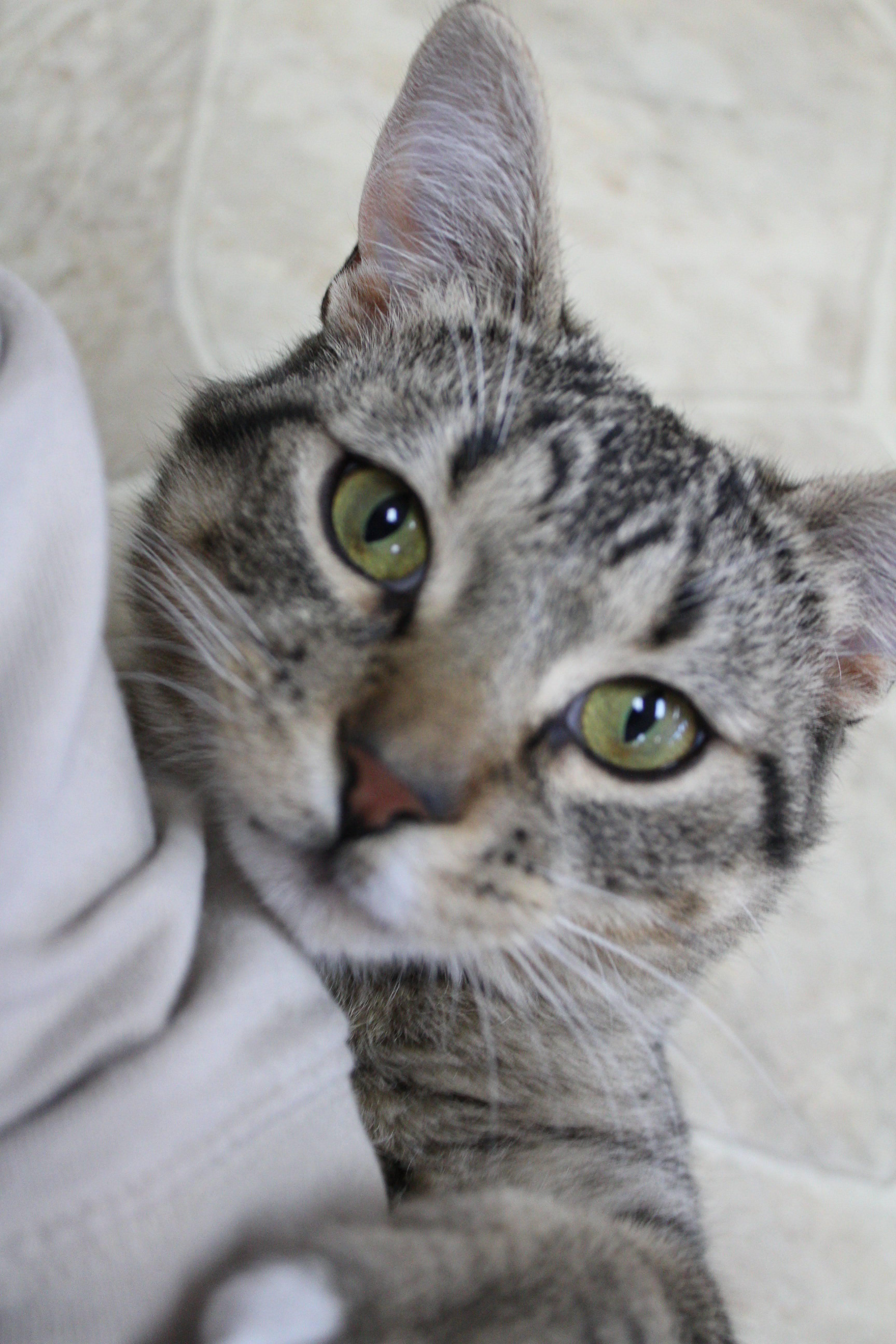 Alfie, an adoptable Domestic Short Hair in Neillsville, WI image 4/4
