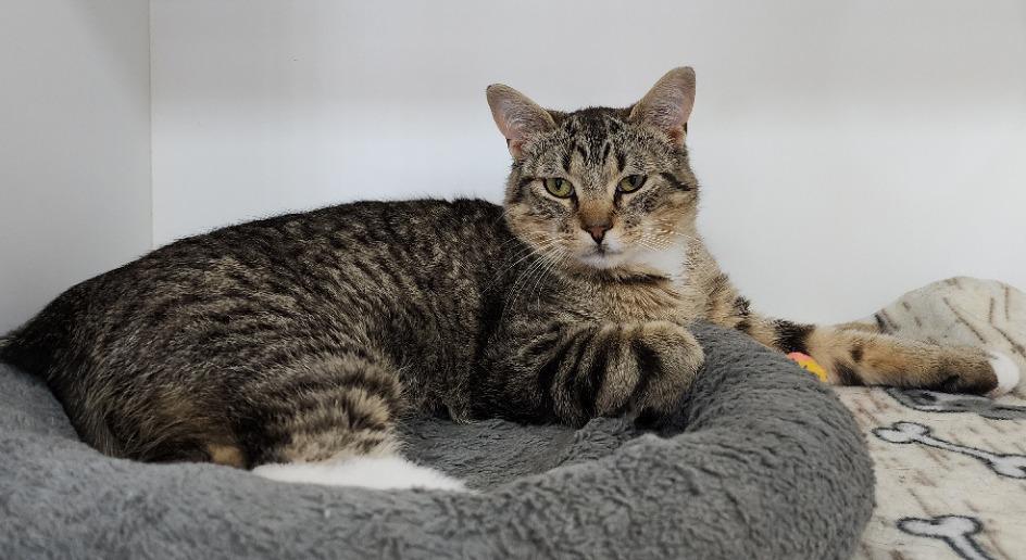 Alfie, adoptable, Young Male Domestic Short Hair.