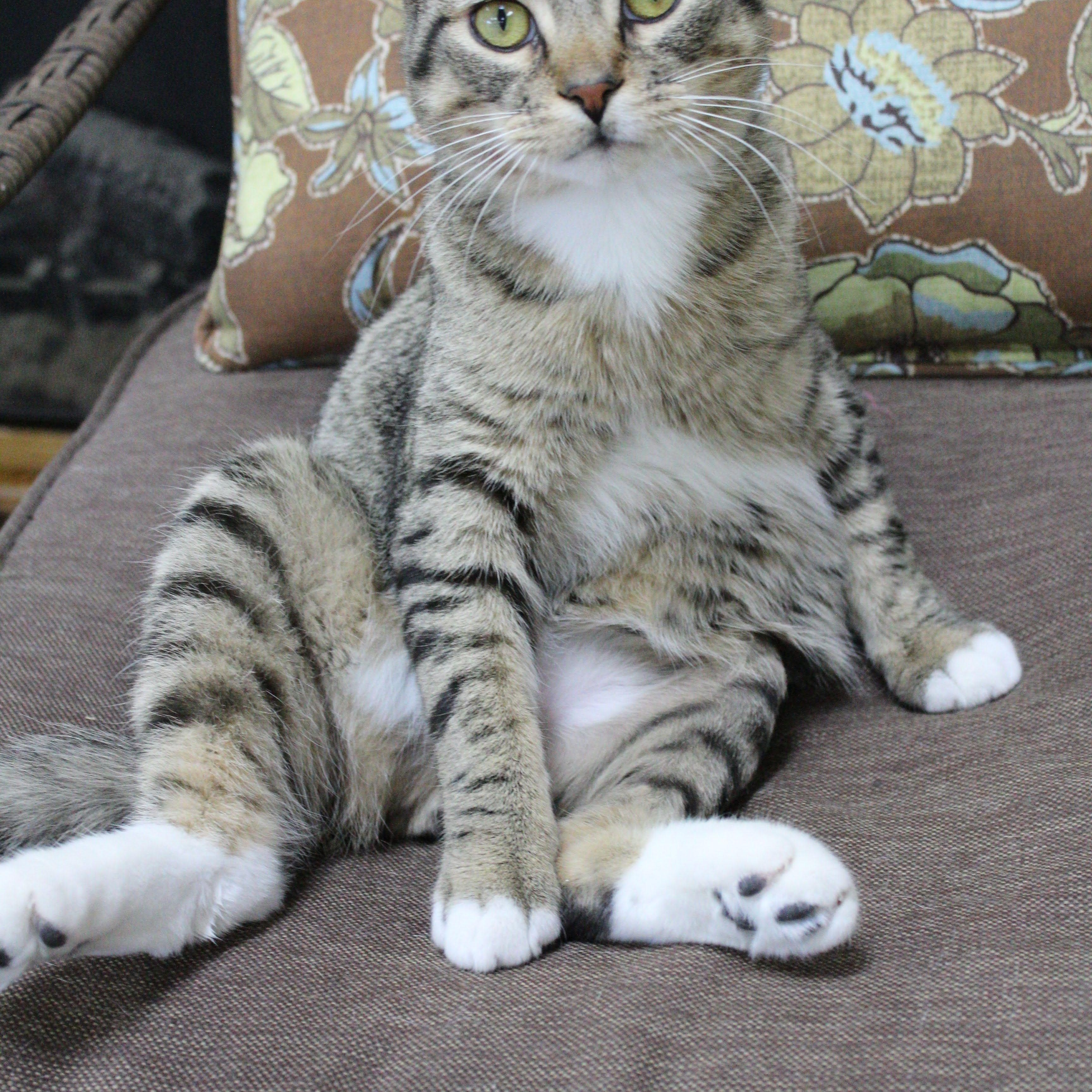 Alfie, an adoptable Domestic Short Hair in Neillsville, WI image 3/4