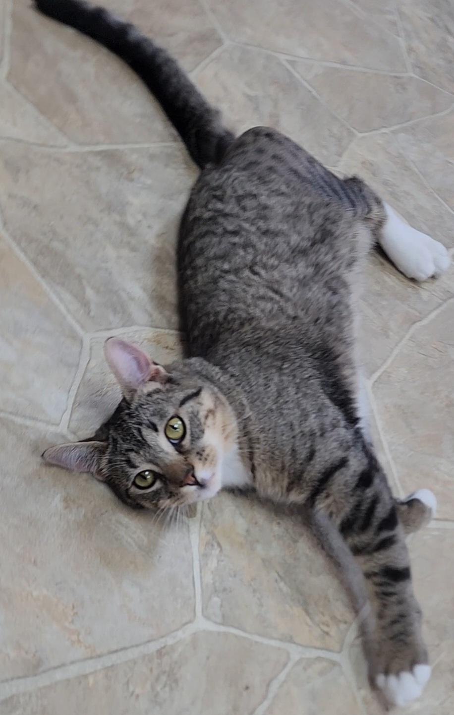 Alfie, an adoptable Domestic Short Hair in Neillsville, WI image 2/4