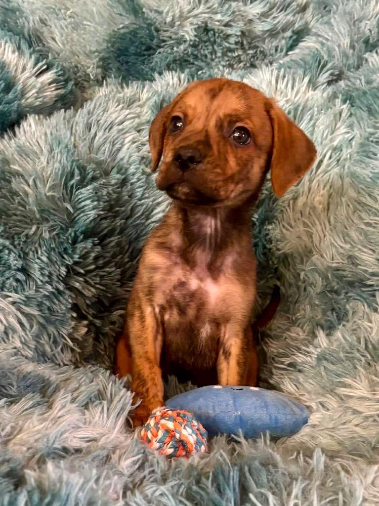 Fluffy, Adopted, Puppy Male Boxer & Mixed Breed.