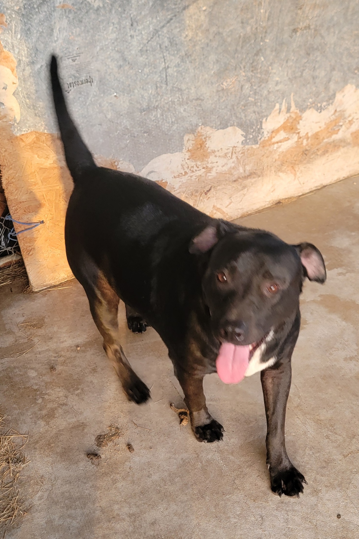 Enlarge Blackie, a Adoptable mixed breed in Van Alstyne, TX image 1/6