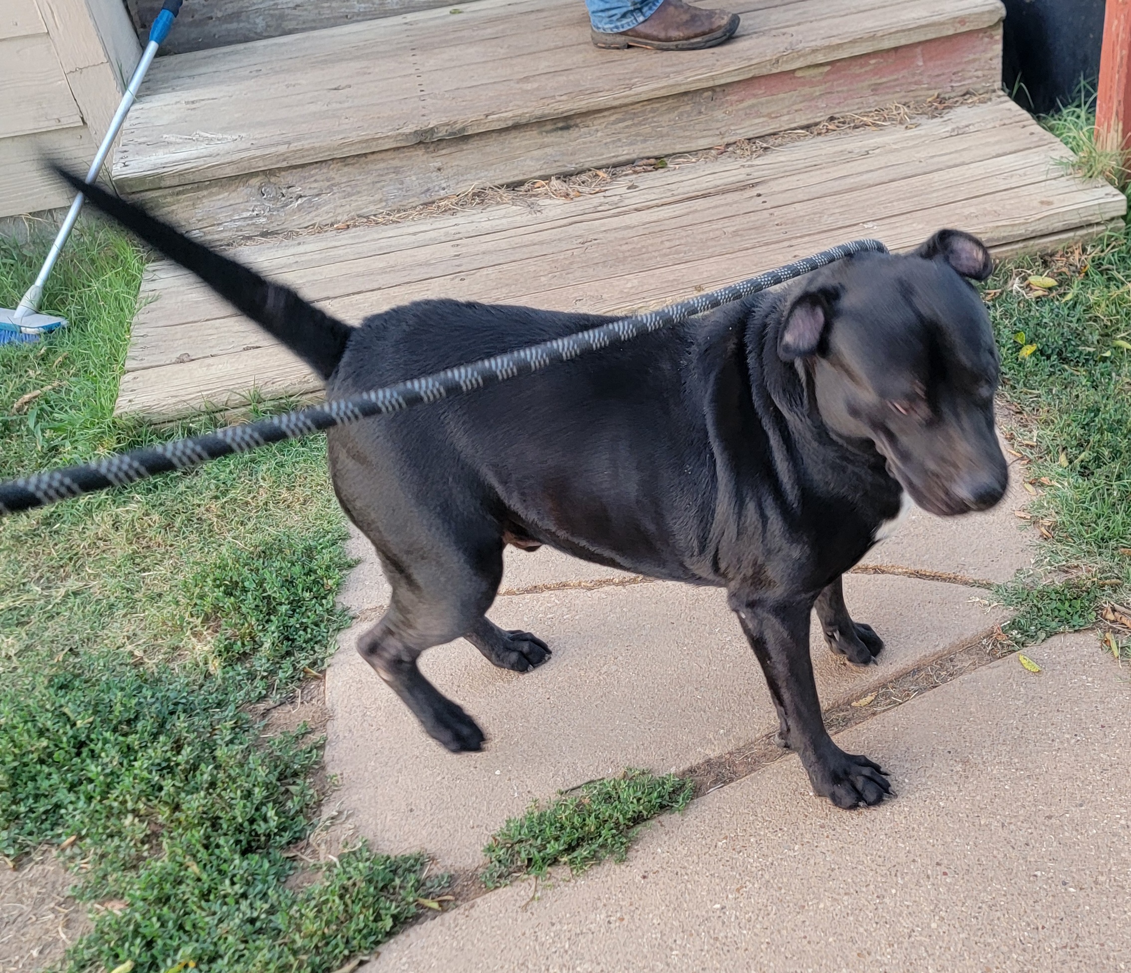 Enlarge Blackie, a Adoptable mixed breed in Van Alstyne, TX image 4/6
