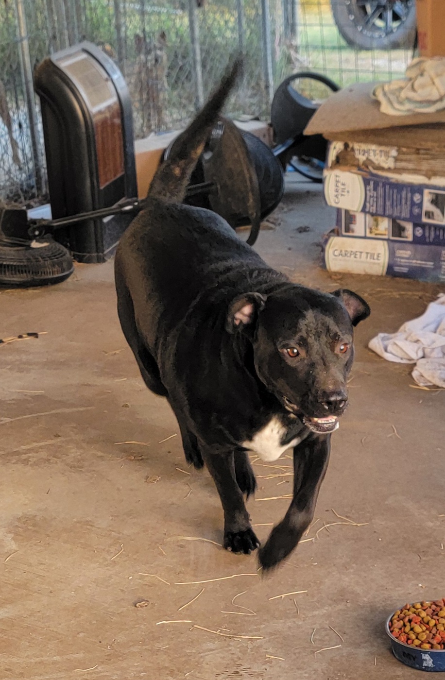 Enlarge Blackie, a Adoptable mixed breed in Van Alstyne, TX image 6/6