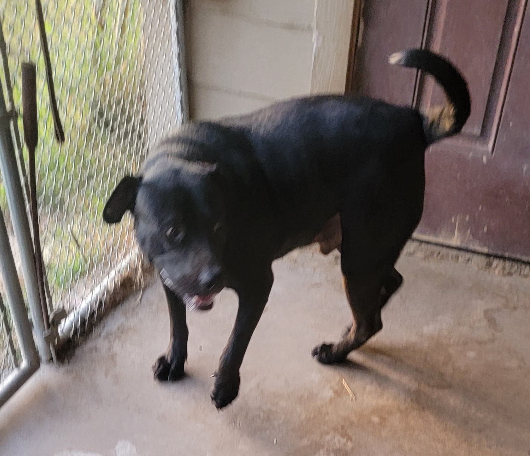 Enlarge Blackie, a Adoptable mixed breed in Van Alstyne, TX image 2/6