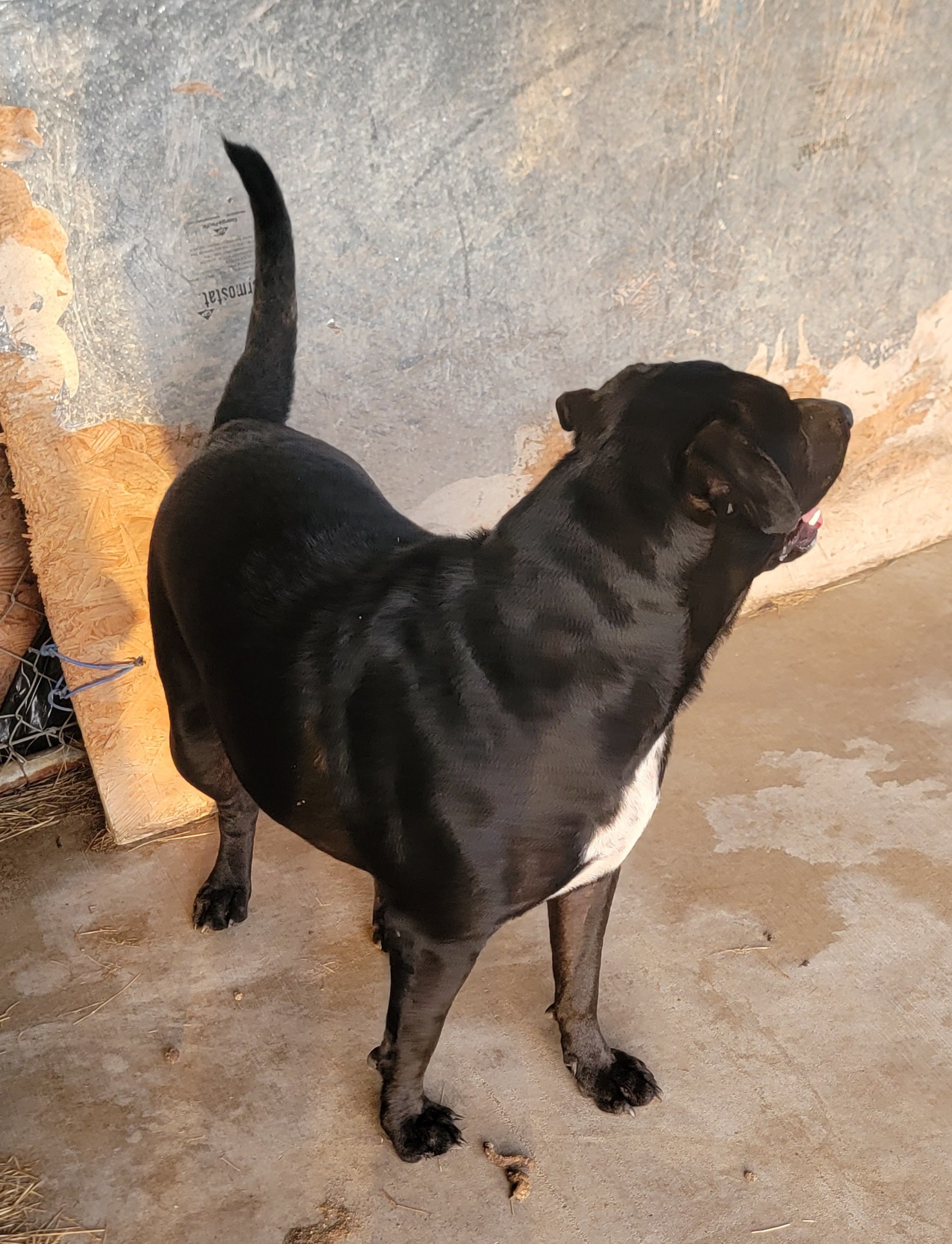 Enlarge Blackie, a Adoptable mixed breed in Van Alstyne, TX image 5/6