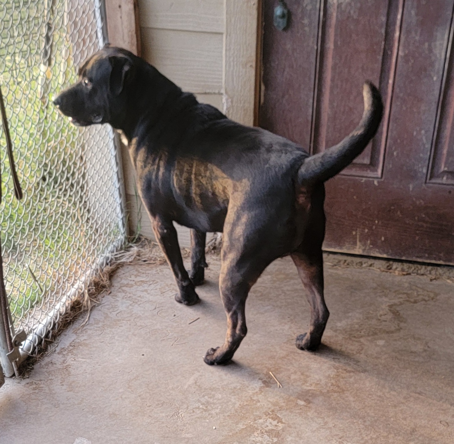 Enlarge Blackie, a Adoptable mixed breed in Van Alstyne, TX image 3/6