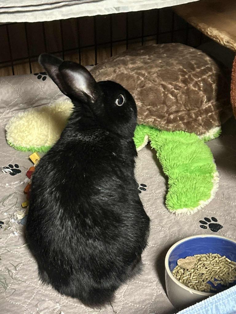 Gomez, a Adoptable Satin in San Antonio, TX image 4/6