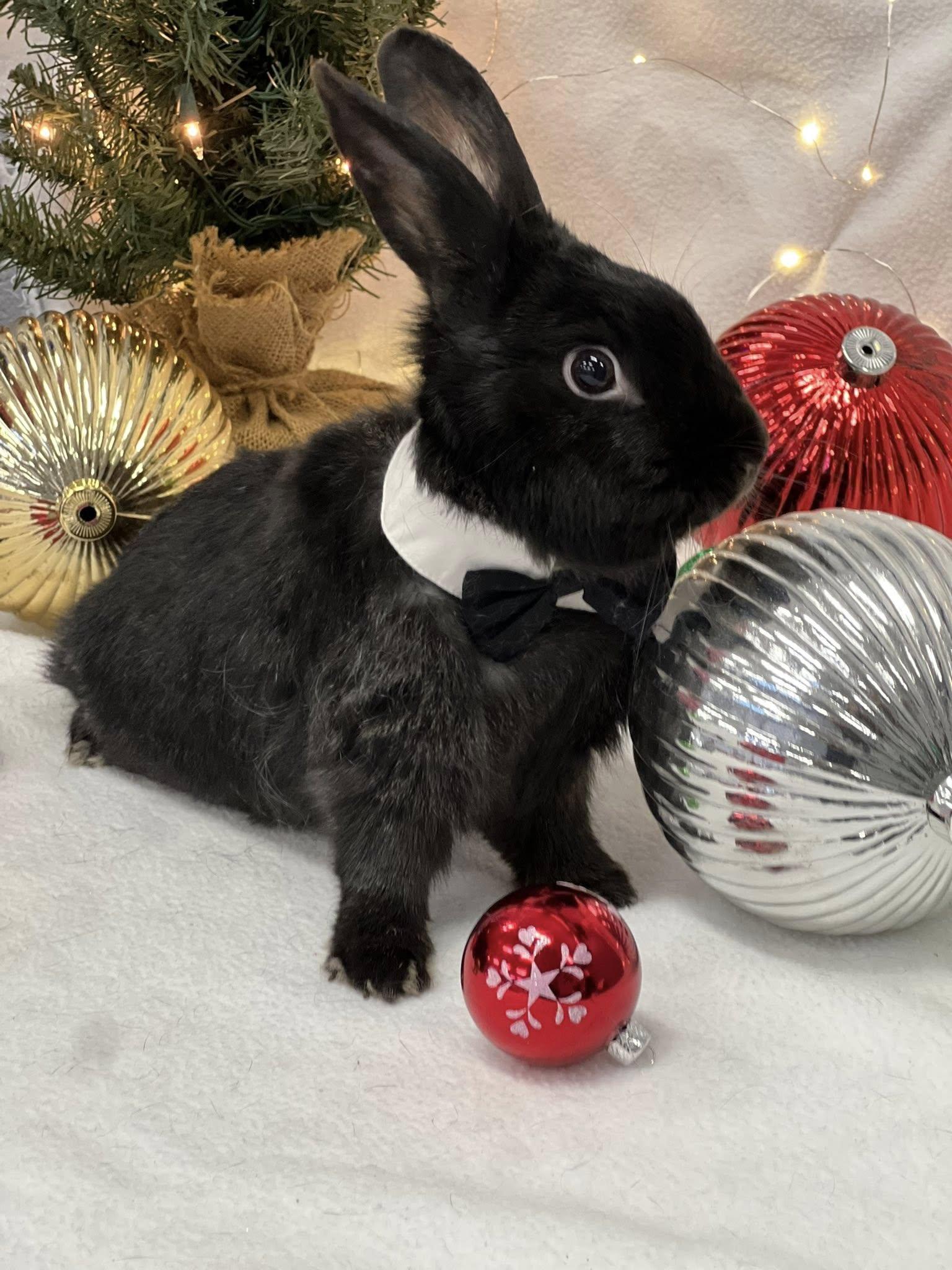 Enlarge Gomez, a Adoptable Satin in San Antonio, TX image 1/6